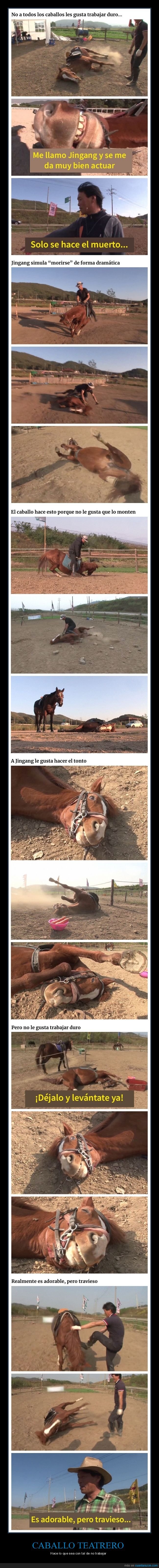 caballo,fingir,morirse,montar