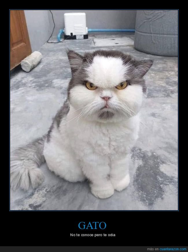 gato,cara,enfadado