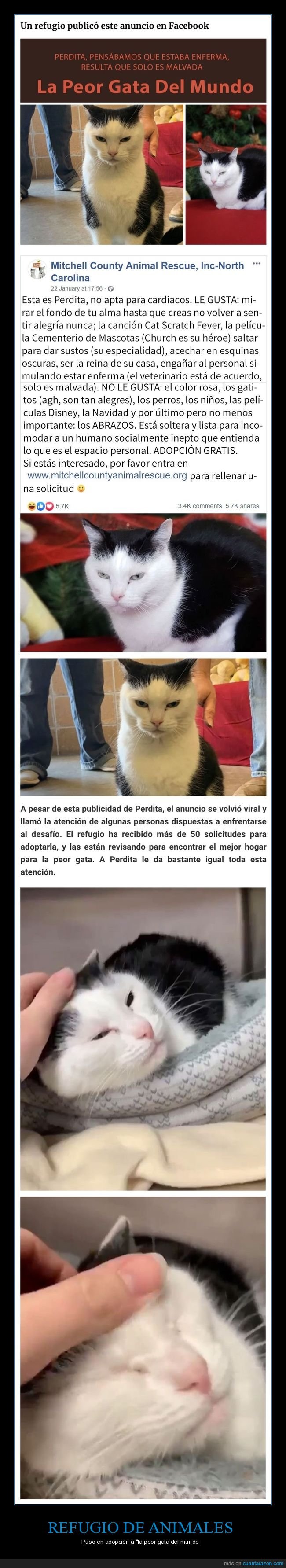 refugio,animales,adopción,gata,peor