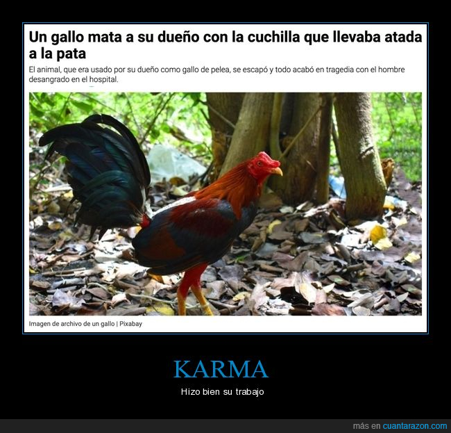 gallo,matar,dueño,cuchilla,pelea de gallos