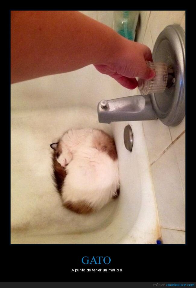 gato,bañera,grifo