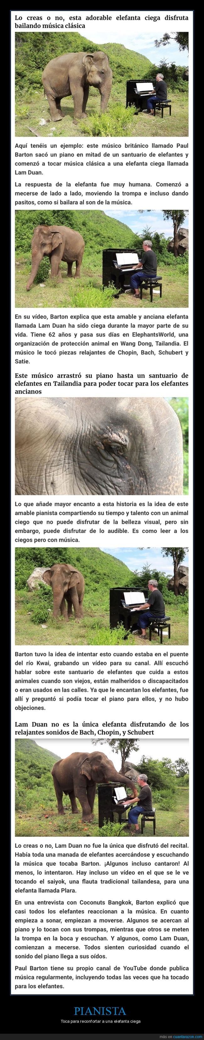 pianista,piano,elefante,ciego
