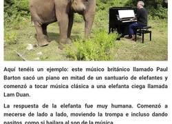 Enlace a Este pianista comenzó a tocar para reconfortar a una elefanta ciega, y esta comenzó a bailar