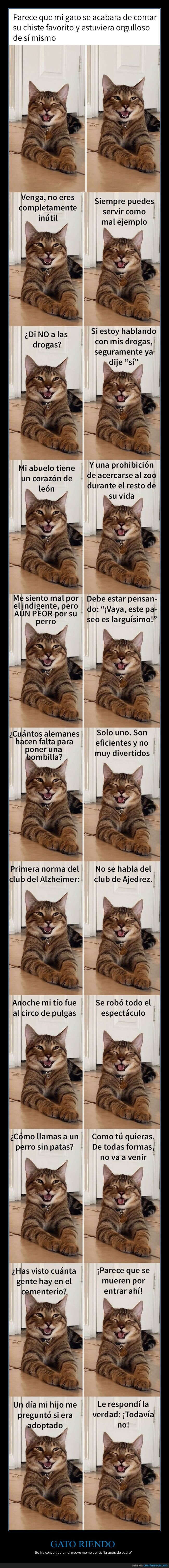 gato,riendo,meme,bromas de padre