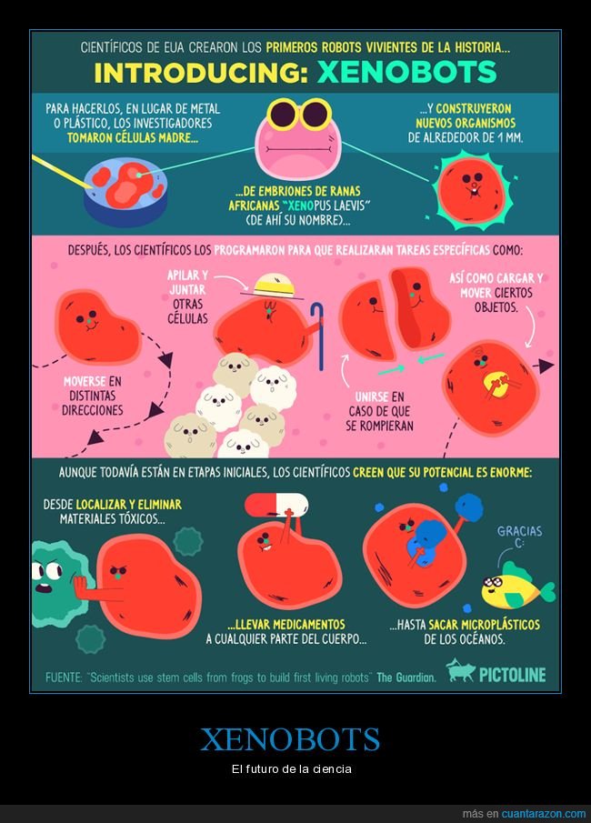 xenobots,robots,células madre,ranas
