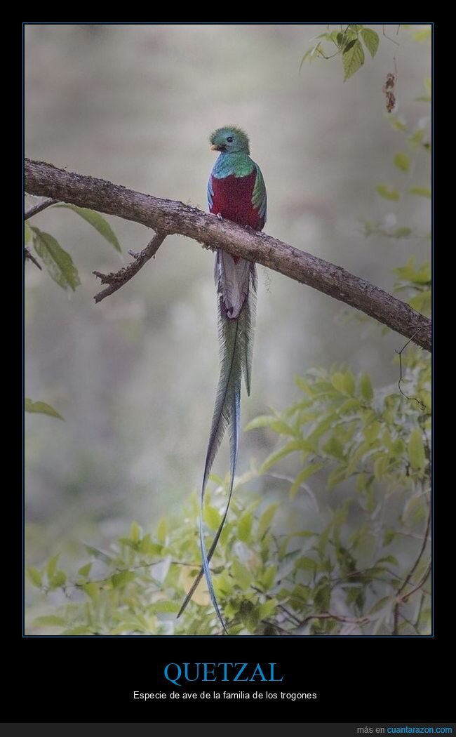 quetzal,pájaro,curiosidades