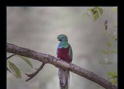 Enlace a Quetzal, el pájaro serpiente