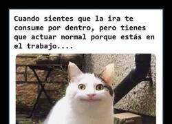 Enlace a Conteniendo las emociones