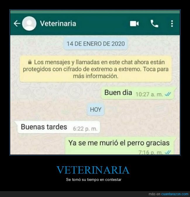 veterinaria,whatsapp,responder,perro,muerto