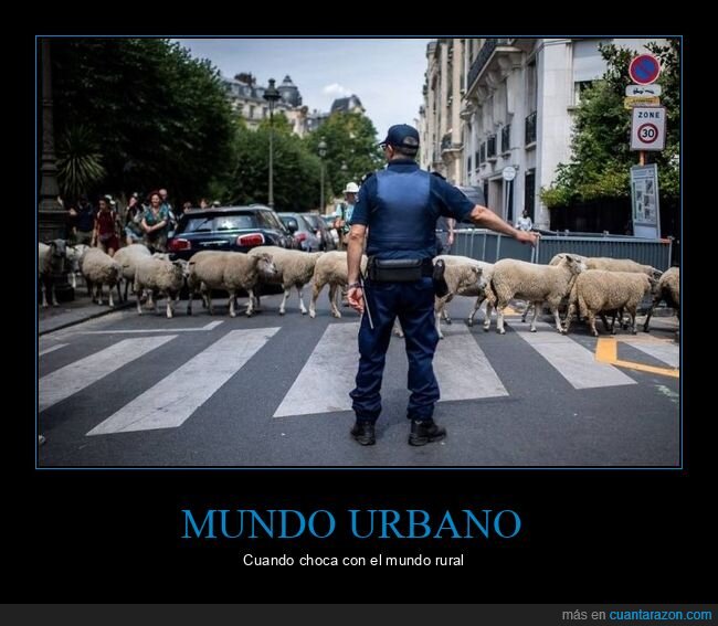 ciudad,ovejas,policía