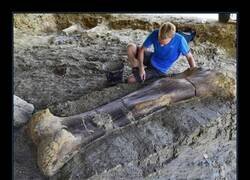 Enlace a Un hueso más pesado que un caballo