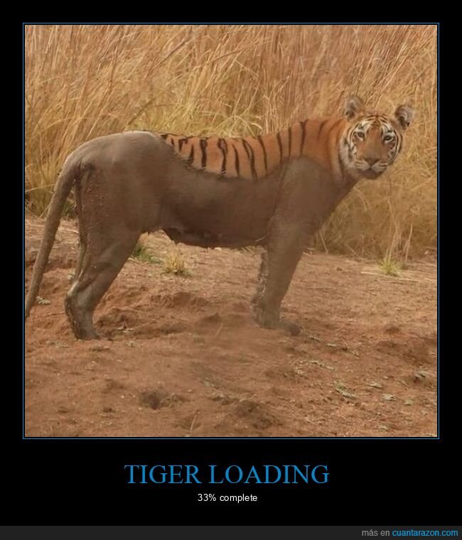tigre,loading,barro
