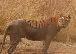 Enlace a Cargando tigre