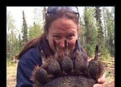 Enlace a Oso grizzly sedado por naturalistas para su estudio