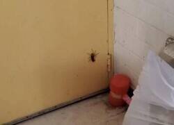 Enlace a El insecticida no es suficiente...
