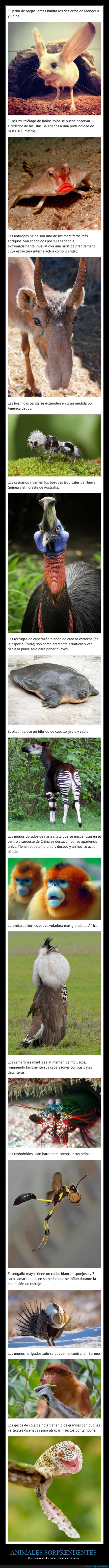 animales,raros,curiosidades