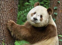 Enlace a Extraño ejemplar