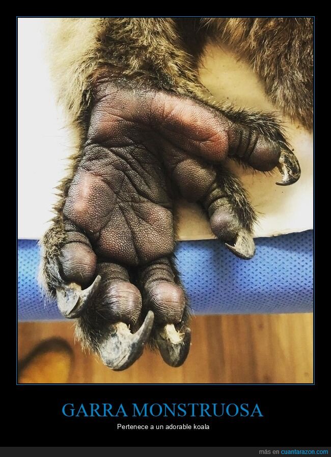 garra,koala,wtf