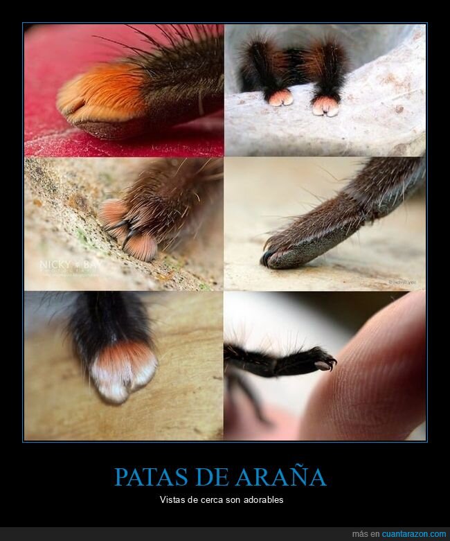 arañas,patas,adorables