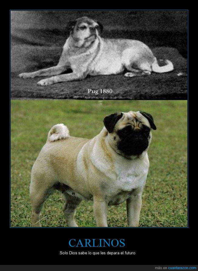 carlinos,antes,ahora