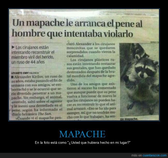 mapache,arrancar,noticias