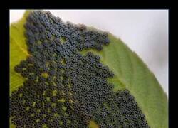 Enlace a La geometría de los huevos de mariposa