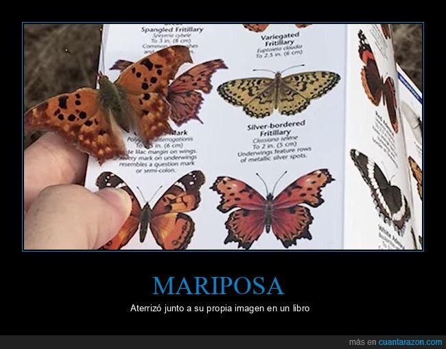 mariposa,libro,coincidencia,wtf