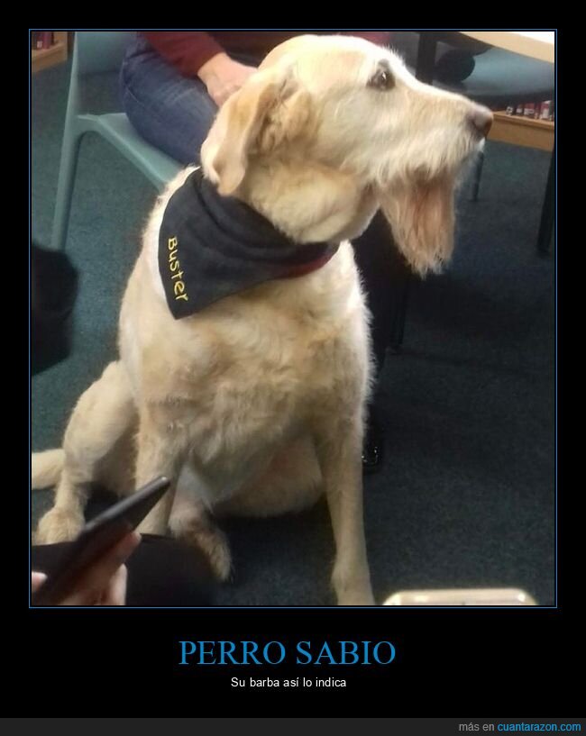 perro,sabio,barba