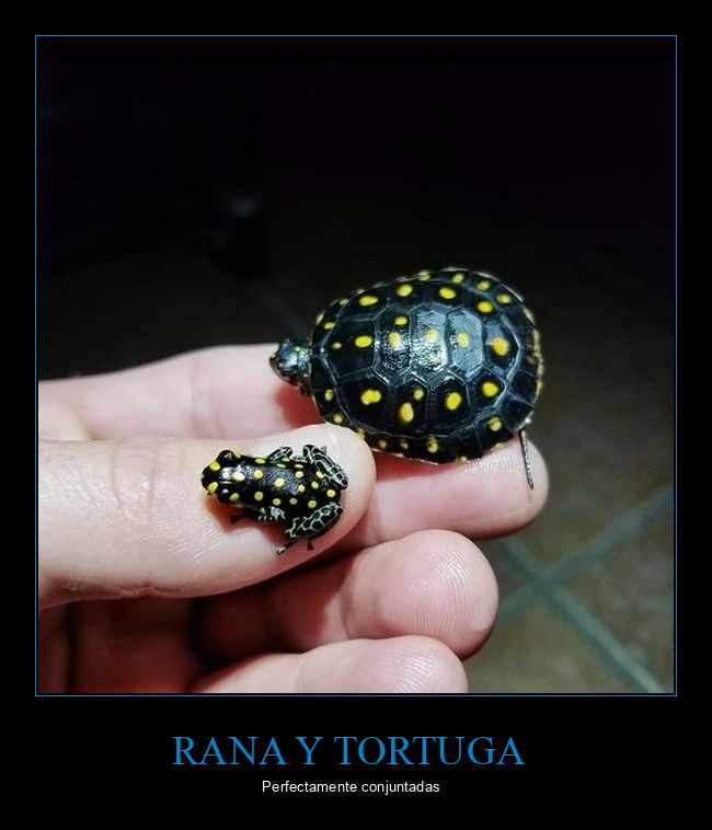 rana,tortuga,conjuntadas