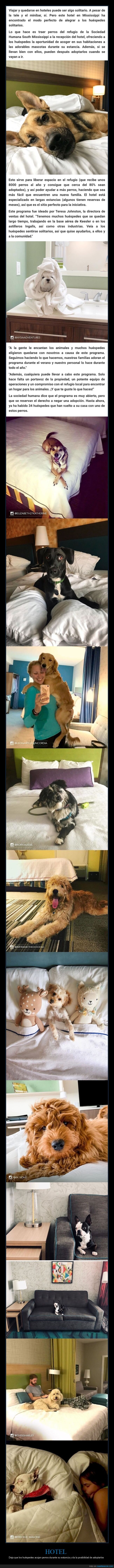 hotel,perros,adoptar