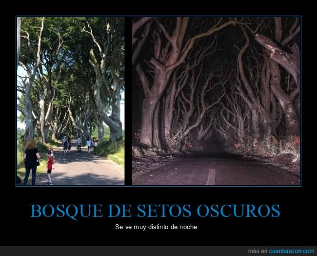 bosque,setos oscuros,día,noche