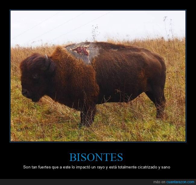 bisonte,rayo,cicatriz