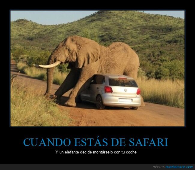 safari,elefante,coche,wtf