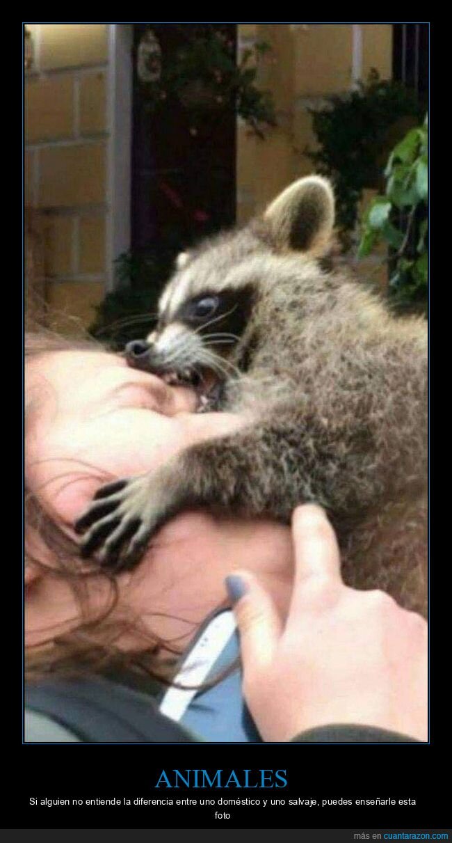 animales,salvajes,domésticos,mapache,mordiendo