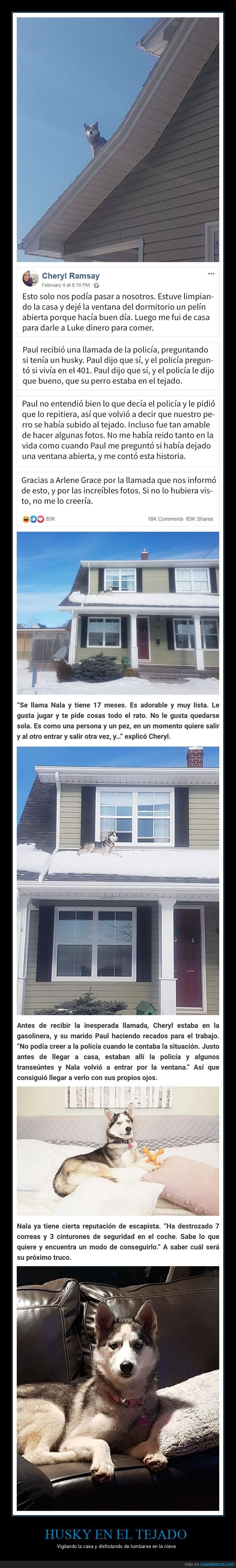 perro,husky,tejado,casa,policía