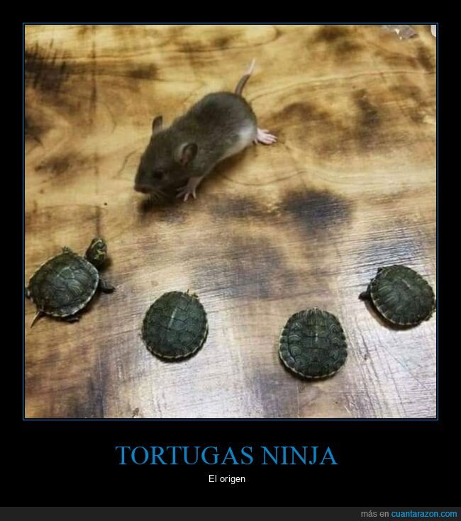 tortugas,rata,tortugas ninja,wtf