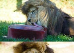 Enlace a Refrescándose con un helado