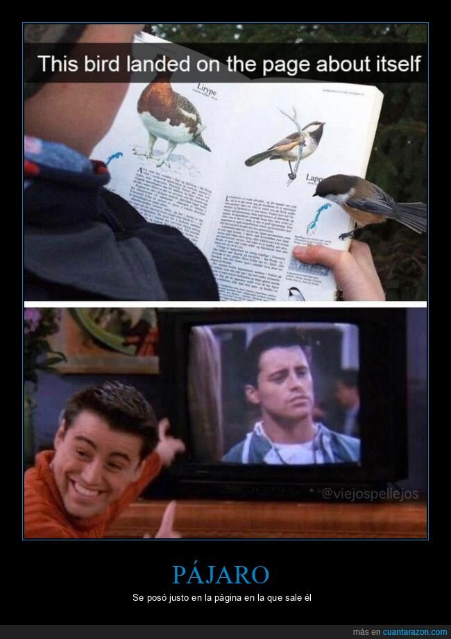 pájaro,libro,página,wtf,joey,friends