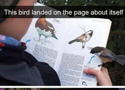 Enlace a Afán de protagonismo