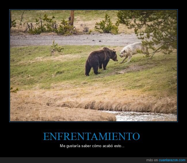 oso,lobo,enfrentamiento