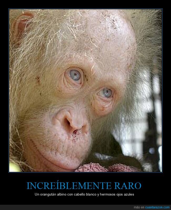 orangután,albino,ojos azules,curiosidades