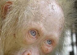 Enlace a Un ejemplar inusual