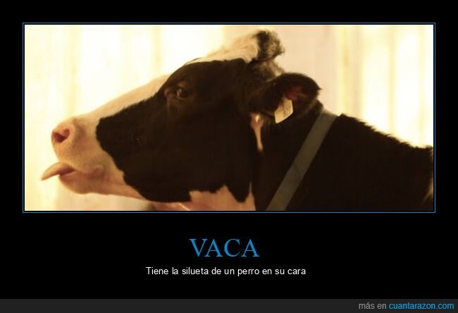vaca,silueta,perro,cara