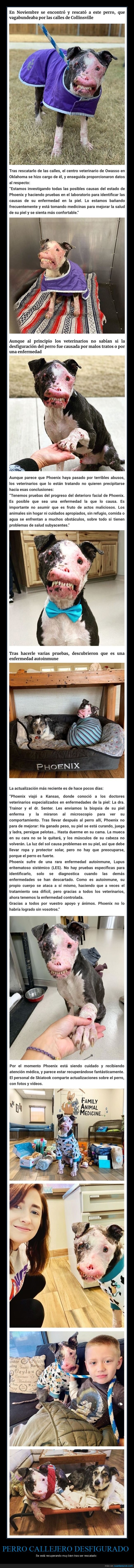 perro,desfigurado,recuperándose