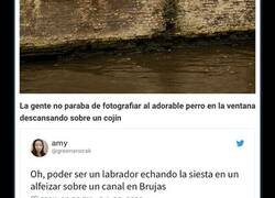 Enlace a Tras fallecer el “perro más fotografiado de Brujas”, la gente comparte sus fotos durante los años