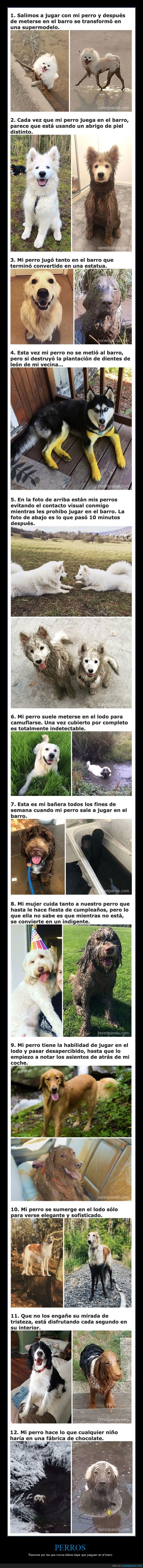 perros,jugar,barro