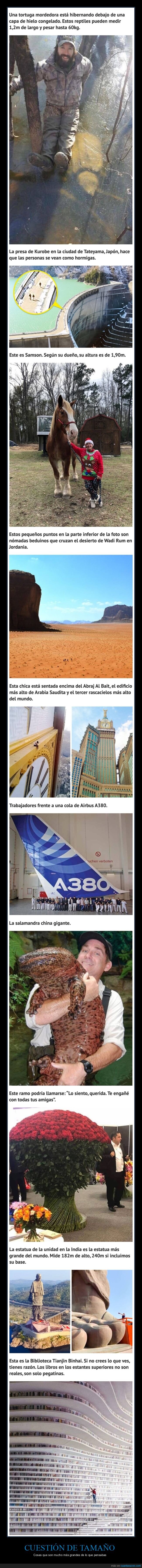 tamaño,grandes,curiosidades