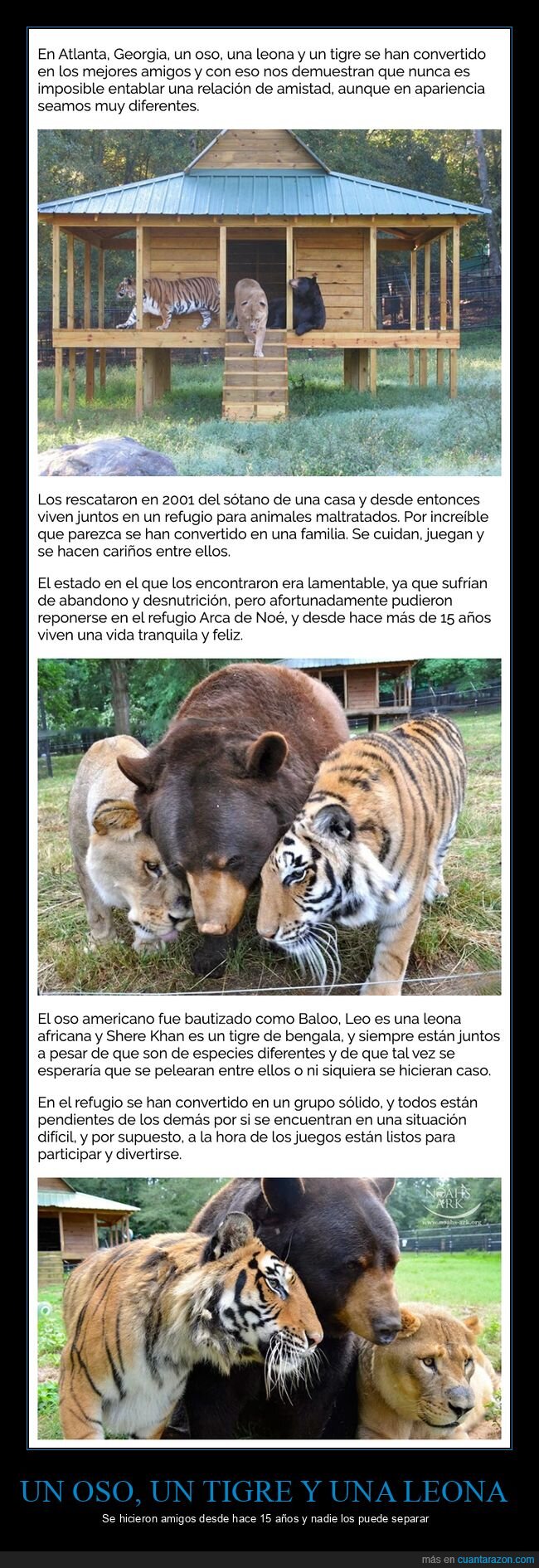 oso,tigre,leona,amigos