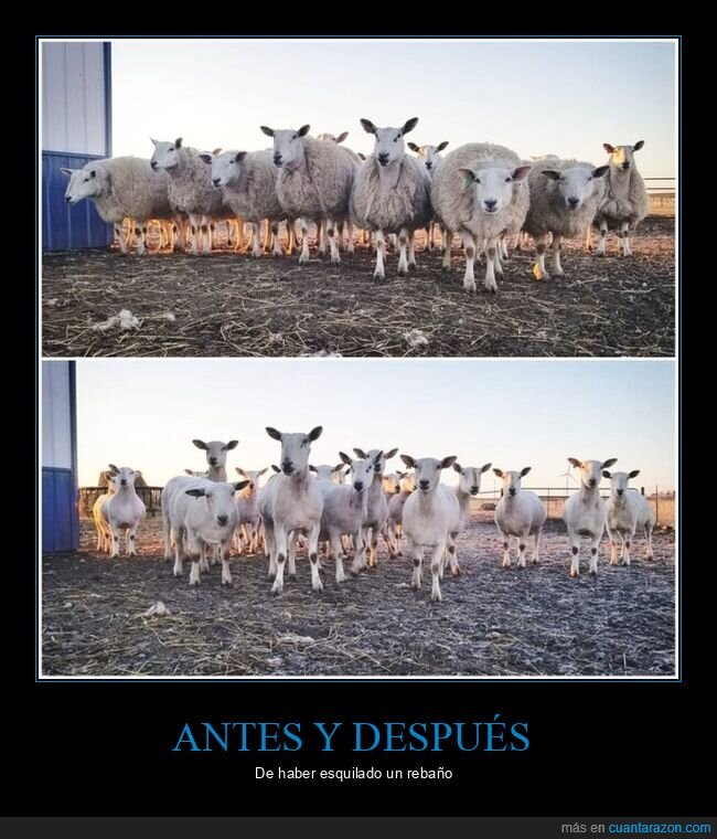 antes,después,esquilar,rebaño,ovejas