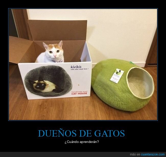 gato,cama,caja